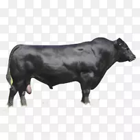 安格斯牛-空若网 安格斯牛-空若网