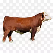 ���︣��ţ������˹ţ���̴�ţ����Ĭ��ţ��С��ţ-��ţ-������