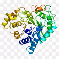 akr1b10阿尔多酮还原酶蛋白酶基因-空若网 akr1b10阿尔多酮还原酶蛋白酶基因-空若网