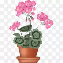 天竺葵-空若网 天竺葵-空若网