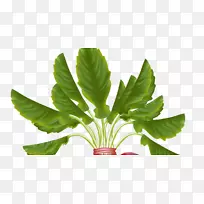 台康十字花科蔬菜剪贴画-蔬菜-空若网 台康十字花科蔬菜剪贴画-蔬菜-空若网