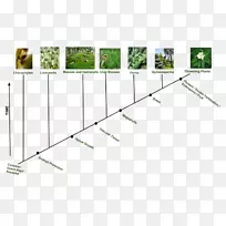 植物、绿藻、开花植物及其它植物的进化史-空若网 植物、绿藻、开花植物及其它植物的进化史-空若网