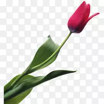 ����������õ�廨��-��-������