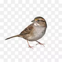 家麻雀-空若网 家麻雀-空若网