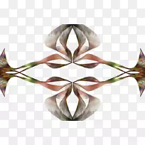 花瓣对称性-空若网 花瓣对称性-空若网