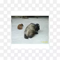 小狗鼻子杂交小狗-空若网 小狗鼻子杂交小狗-空若网