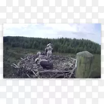 树动物-树-空若网 树动物-树-空若网