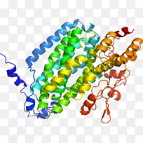 人体珠宝线有机体剪贴画线-空若网 人体珠宝线有机体剪贴画线-空若网