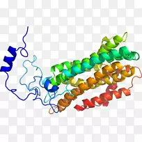 人体首饰有机体线剪贴画线-空若网 人体首饰有机体线剪贴画线-空若网