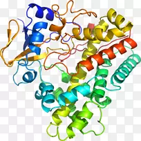 人体首饰有机体线剪贴画线-空若网 人体首饰有机体线剪贴画线-空若网