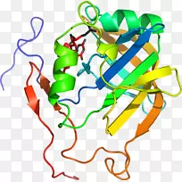 Ҷ�ߵ������-Ҷ-������