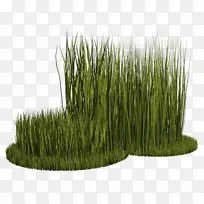 麦草香根草草本植物剪贴画-空若网 麦草香根草草本植物剪贴画-空若网