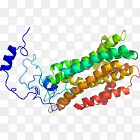 人体珠宝线有机体剪贴画线-空若网 人体珠宝线有机体剪贴画线-空若网