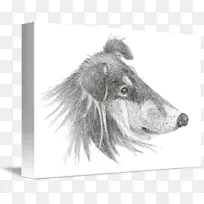 犬种鼻子白狗-空若网 犬种鼻子白狗-空若网