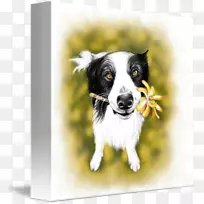 边境牧羊犬繁殖澳大利亚牧羊犬粗野牧羊犬画-空若网 边境牧羊犬繁殖澳大利亚牧羊犬粗野牧羊犬画-空若网