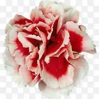 康乃馨切花牡丹花束-空若网 康乃馨切花牡丹花束-空若网