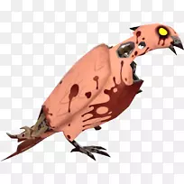 喙动物-动物-空若网 喙动物-动物-空若网