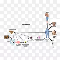 ¼²²¡ÈËÌåϸ°ûϸ¾úÓлúÌåѪҺϸ¾úµÄÏû³ý-¿ÕÈôÍø ¼²²¡ÈËÌåϸ°ûϸ¾úÓлúÌåѪҺϸ¾úµÄÏû³ý-¿ÕÈôÍø