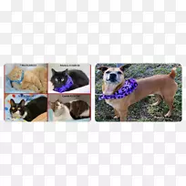 犬种鼻尾犬-空若网 犬种鼻尾犬-空若网