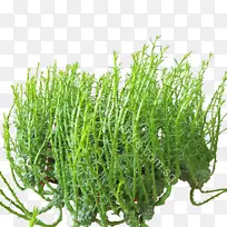 ��ꪶ�ֲ֭���ŵ�ǻ�԰����-������