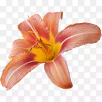 桌面壁纸百合剪贴画-空若网 桌面壁纸百合剪贴画-空若网