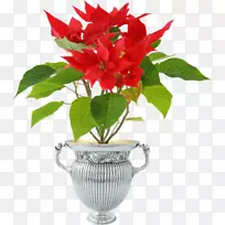 一品红原料摄影花盆植物-花-空若网 一品红原料摄影花盆植物-花-空若网