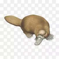 鸭嘴兽水獭鸭-空若网 鸭嘴兽水獭鸭-空若网