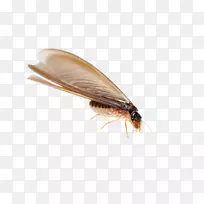 °×ÒÏó¯òëлé·ÉÐк¦³æ·ÀÖÎ-ó¯òë-¿ÕÈôÍø °×ÒÏó¯òëлé·ÉÐк¦³æ·ÀÖÎ-ó¯òë-¿ÕÈôÍø