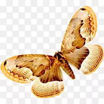 蝴蝶昆虫传粉器眼睛商品蝴蝶-空若网 蝴蝶昆虫传粉器眼睛商品蝴蝶-空若网