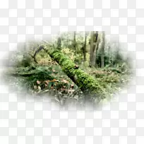 笔记本电脑桌面壁纸性质1080 p-膝上型电脑-空若网 笔记本电脑桌面壁纸性质1080 p-膝上型电脑-空若网