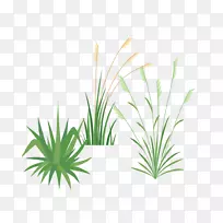 观赏性草、花斑草、半枝莲屋顶植物-空若网 观赏性草、花斑草、半枝莲屋顶植物-空若网