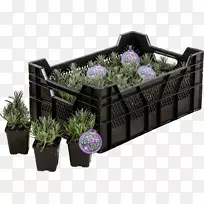 英国薰衣草花盆多年生植物-空若网 英国薰衣草花盆多年生植物-空若网