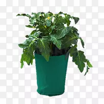 番茄花盆砧木摄影蔬菜-番茄-空若网 番茄花盆砧木摄影蔬菜-番茄-空若网