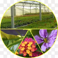 开花植物温室一年生植物-花-空若网 开花植物温室一年生植物-花-空若网
