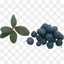 蓝莓-蓝莓物理图-空若网 蓝莓-蓝莓物理图-空若网