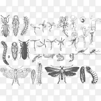 蝴蝶昆虫昆虫-空若网 蝴蝶昆虫昆虫-空若网