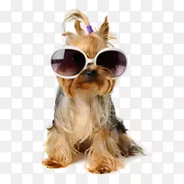 狗生日小狗宠物坐着贺卡-毛茸茸的狗-空若网 狗生日小狗宠物坐着贺卡-毛茸茸的狗-空若网