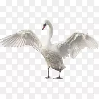 雪尼尼鹅夹艺术-鹅翅膀-空若网 雪尼尼鹅夹艺术-鹅翅膀-空若网