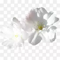 ������-����-������