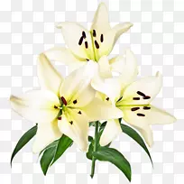 �л������������꣬�ٺϻ�-������