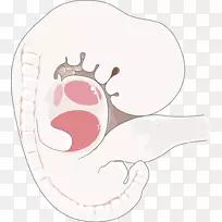 胚胎学胎儿生殖系统人体-空若网 胚胎学胎儿生殖系统人体-空若网