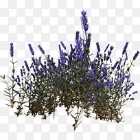 Ó¢¹úÞ¹Ò²ݷ¨¹úÞ¹Ò²ÝCyrodiilÅßÌ¥Ö²Îï-¿ÕÈôÍø Ó¢¹úÞ¹Ò²ݷ¨¹úÞ¹Ò²ÝCyrodiilÅßÌ¥Ö²Îï-¿ÕÈôÍø