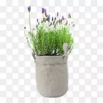 英国薰衣草原木摄影栀子花植物-空若网 英国薰衣草原木摄影栀子花植物-空若网