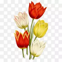 水彩画花郁金香-空若网 水彩画花郁金香-空若网