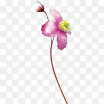 水彩画花花-空若网 水彩画花花-空若网