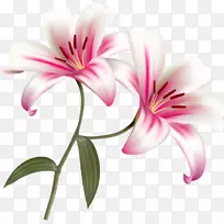 �ٺϻ�-������