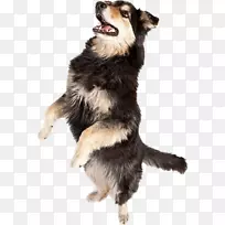 澳大利亚牧羊人舞蹈音乐狗自由泳我们不会说美洲语-空若网 澳大利亚牧羊人舞蹈音乐狗自由泳我们不会说美洲语-空若网