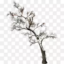 树枝木本植物剪贴画树-空若网 树枝木本植物剪贴画树-空若网