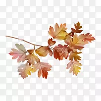 剪纸艺术-空若网 剪纸艺术-空若网