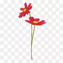 花瓣切花植物茎花-空若网 花瓣切花植物茎花-空若网